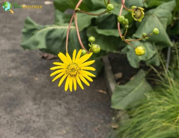 Dock Flowers