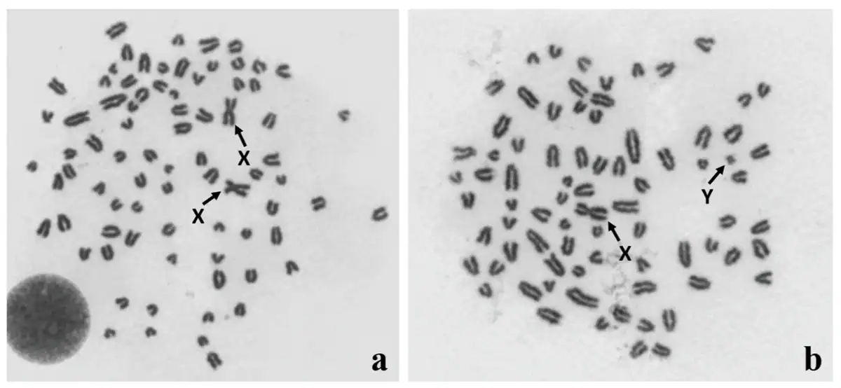Dog metaphase spreads showing 78 chromosomes Giemsa-stained dog metaphase spread showing all 78 dog chromosomes, 39 pairs in total