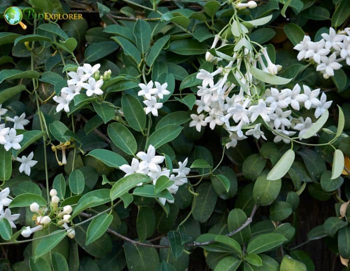 Dogbane Milkweed