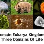 Domain Eukarya Kingdoms