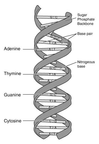 Double Helical Model of the DNA