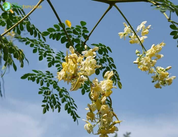 Drumstick Flowers