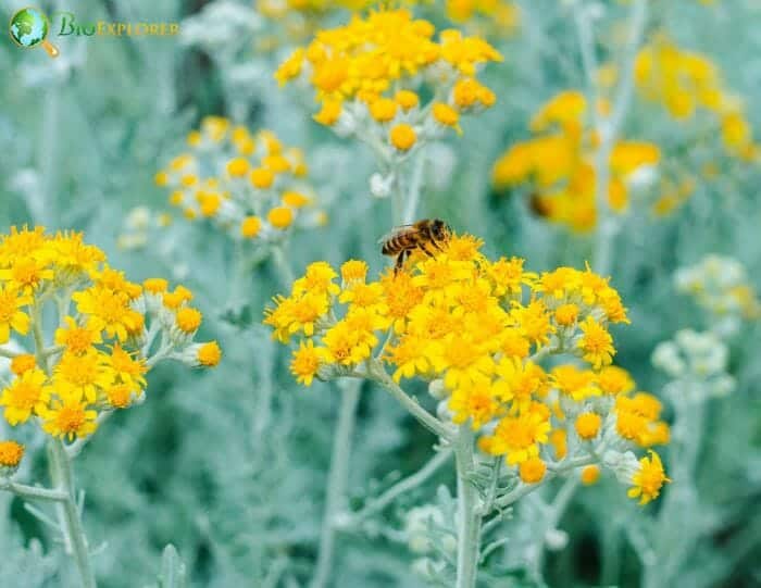 Dusty Miller Flowers