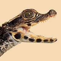 Dwarf Crocodile