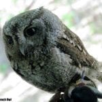 Eastern Screech Owl