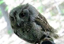 Eastern Screech Owl