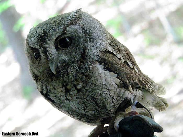 Eastern Screech Owl