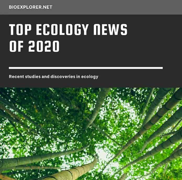 Ecology News 2020