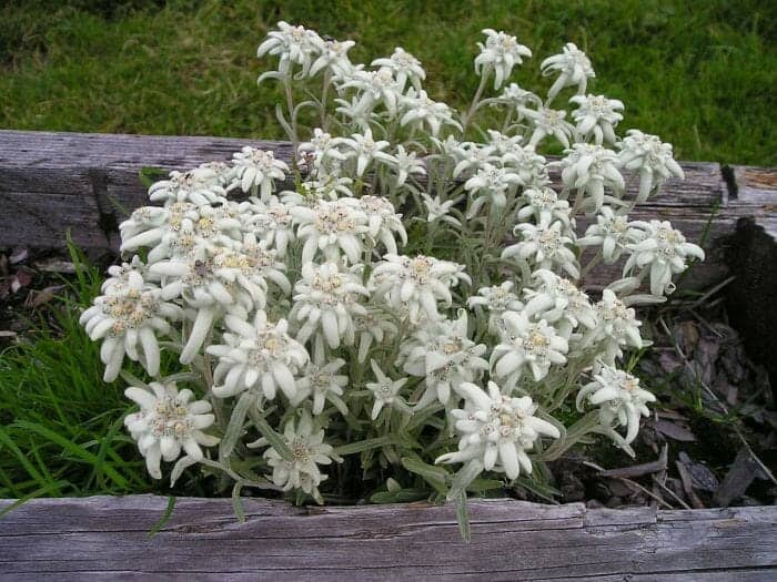 Edelweiss Flower Plants