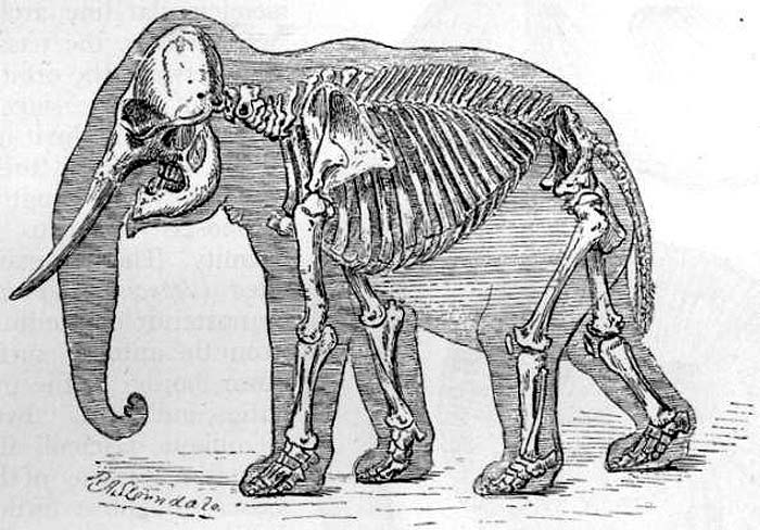 Elephant Anatomy Facts