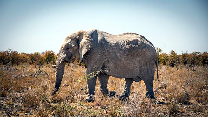 Elephant Climate Change