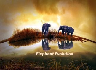 Elephant Evolution