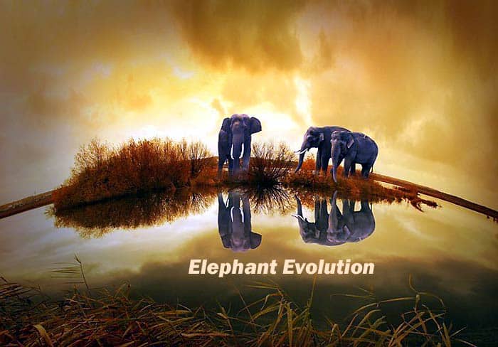 Elephant Evolution