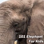 Elephant Facts