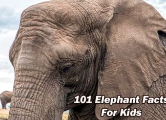 Elephant Facts