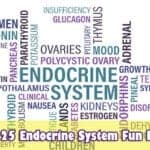 Endocrine System Fun Facts