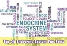 Endocrine System Fun Facts