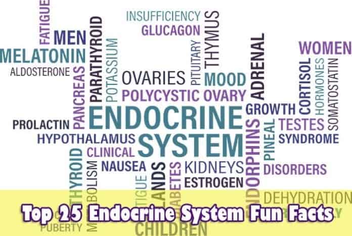 Endocrine System Fun Facts