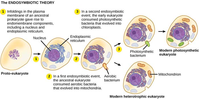 Endosymbiosis Theory