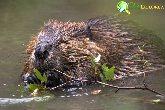 Eurasian beavers