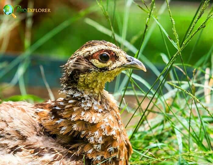 European Quail