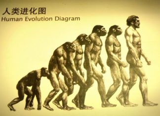 Human Evolution