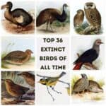 A collage of vintage illustrations of extinct birds, including the dodo and moa, with 'Top 36 Extinct Birds of All Time' in bold text at the center.