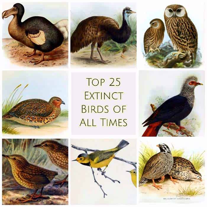 top-25-extinct-birds-causes-of-mass-extinction-of-birds