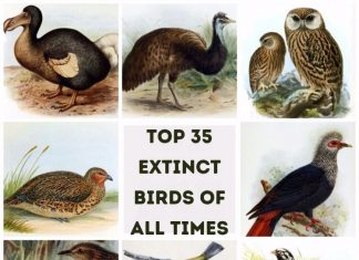 Extinct Birds