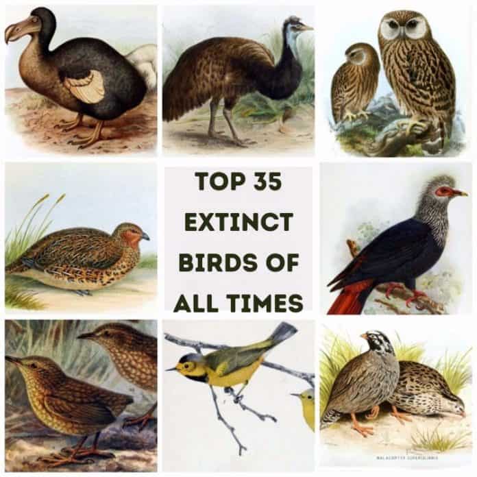 Extinct Birds