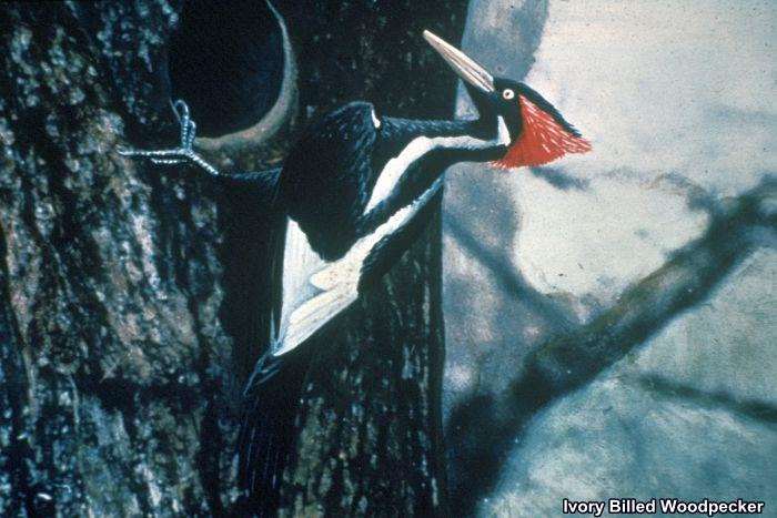 Ivory-Billed Woodpecker