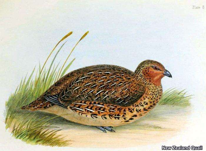 New Zealand Quail