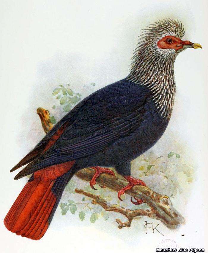 Mauritius Blue Pigeon