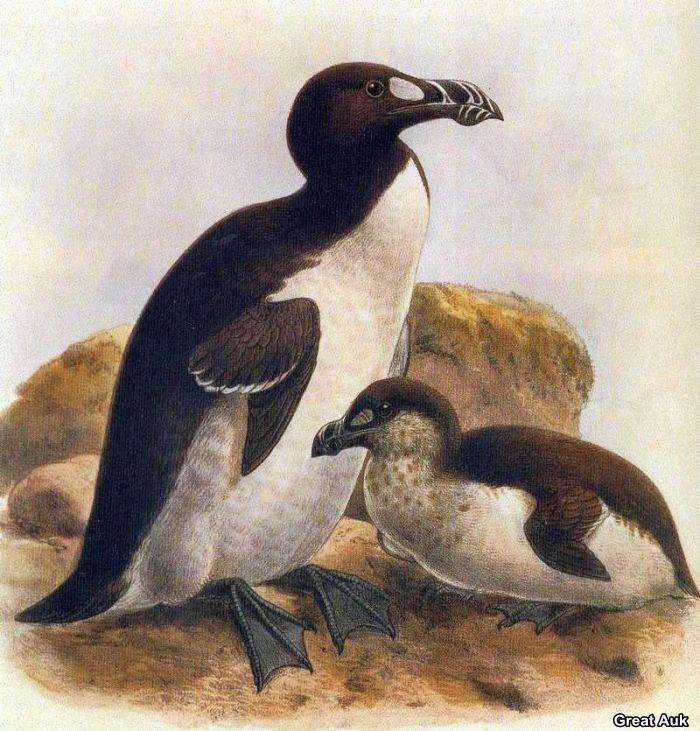 Great Auk