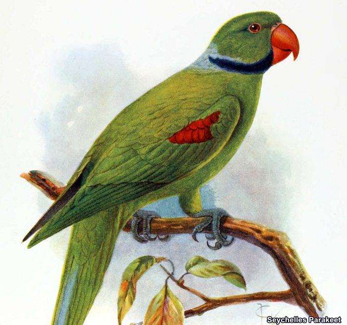 Seychelles Parakeet