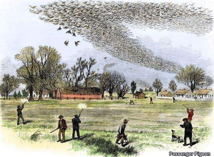 Passenger Pigeon