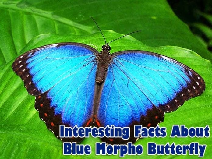 Facts about blue morpho butterfly