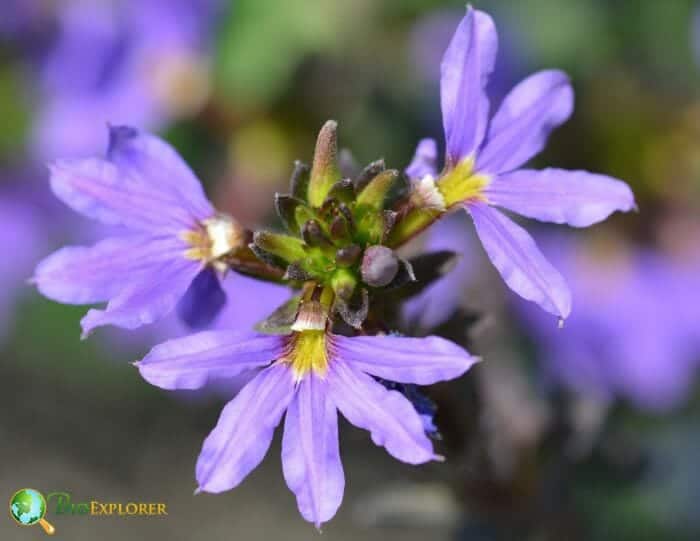 Fan Flower Bunch