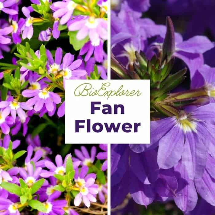 Fan Flower