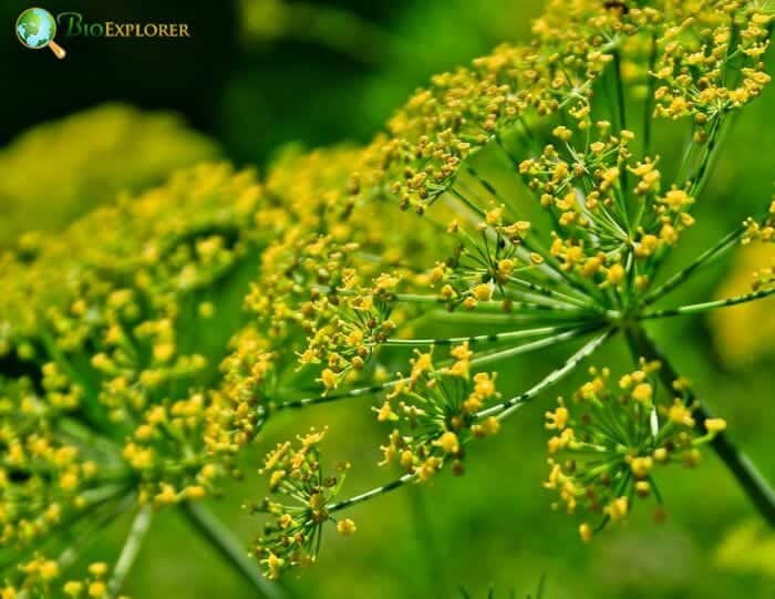 Fennel Clusters