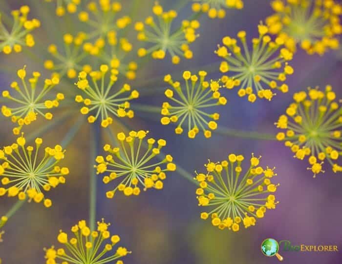 Fennel Flowers