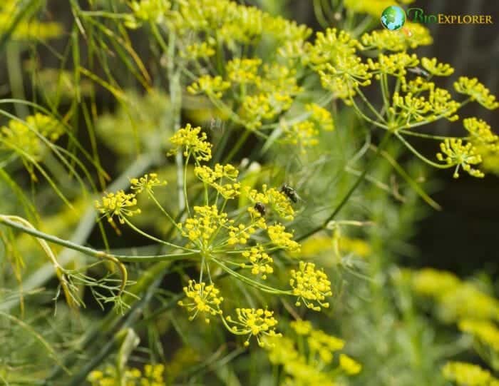 Fennel Flowers