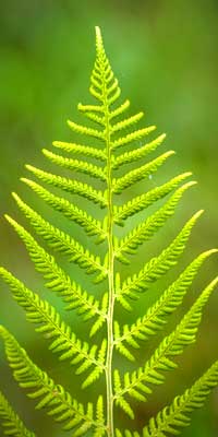 Fern Plants