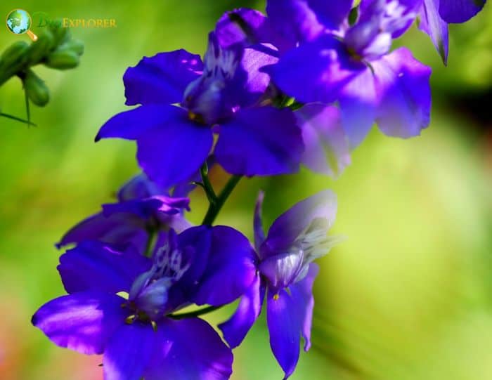 Flathead Larkspur 