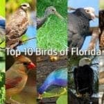 Florida Birds