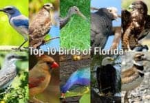 Florida Birds