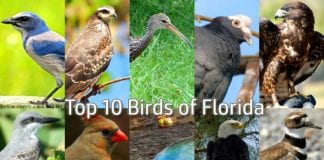 Florida Birds