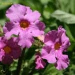 Flowering Fern