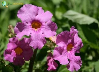 Flowering Fern