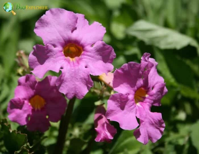 Flowering Fern F